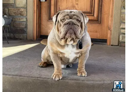 a english bulldog dog sitting on the floor